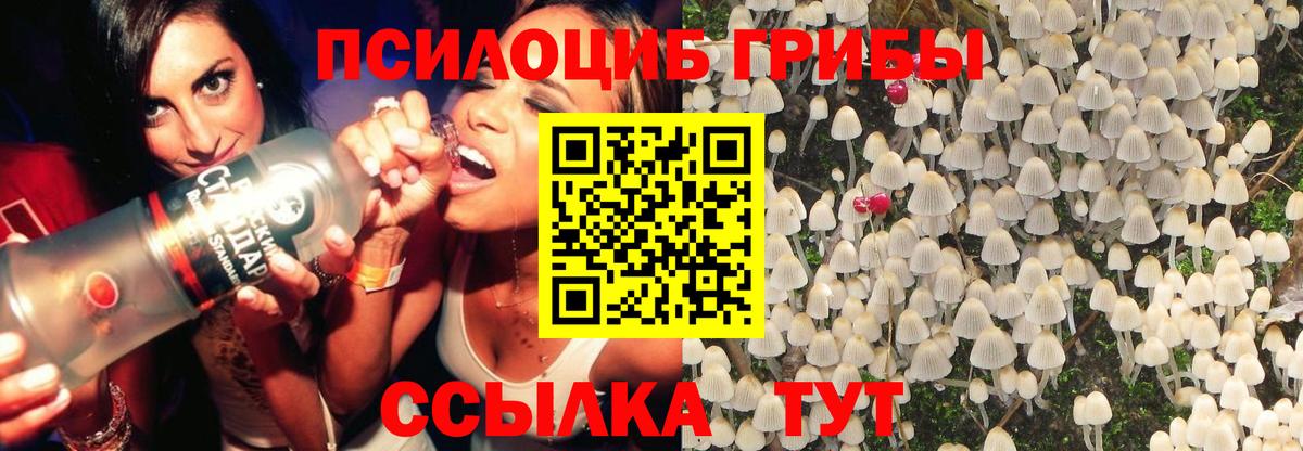 Псилоцибиновые грибы GOLDEN TEACHER Губаха